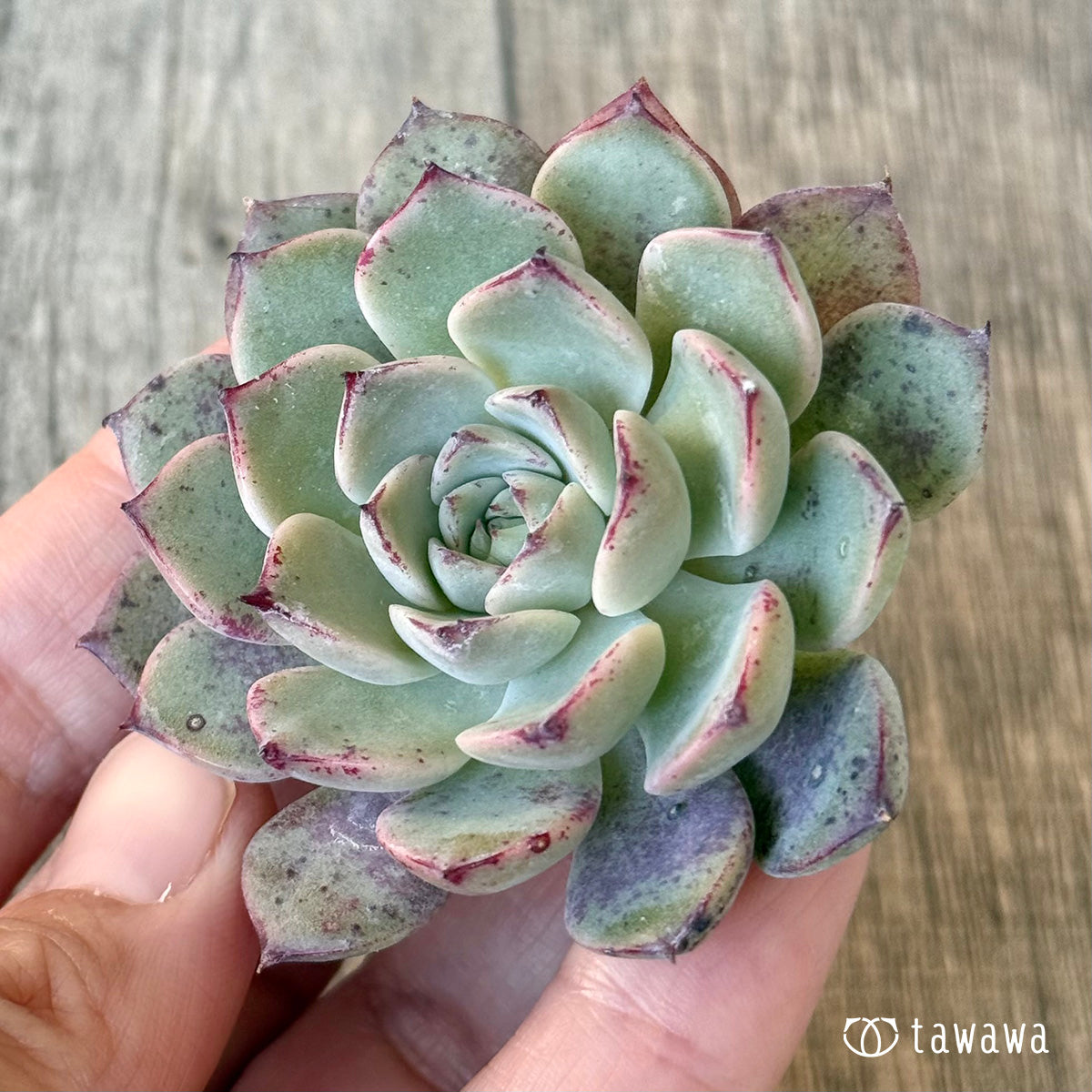 New Arrivals: Ice Green