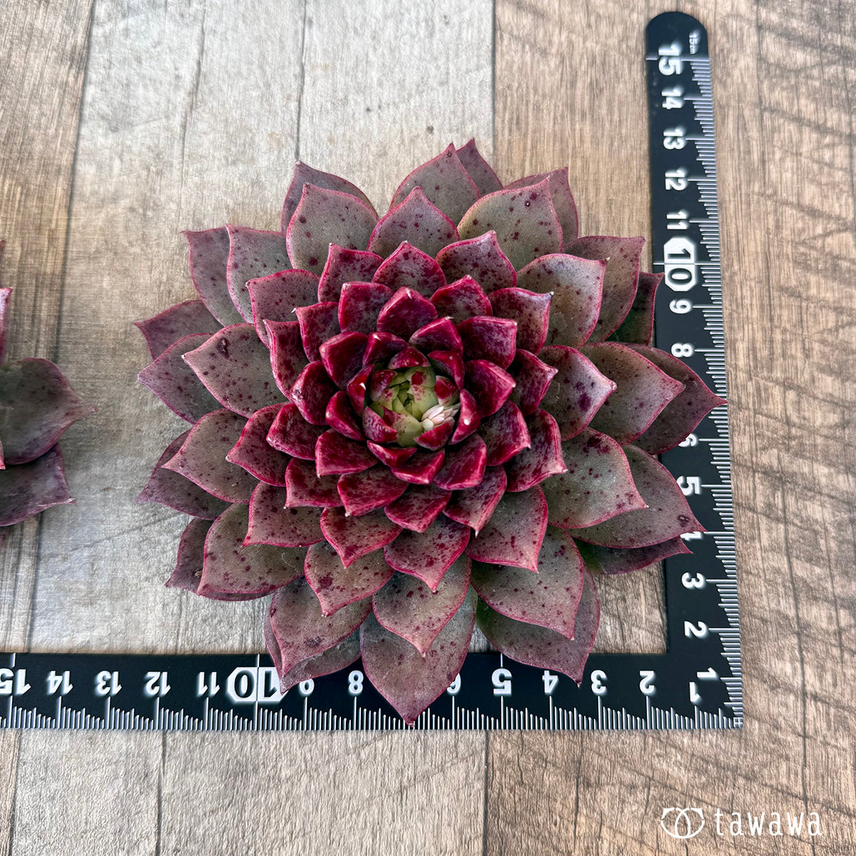 *新入荷* レット(チャンヒー農園苗)