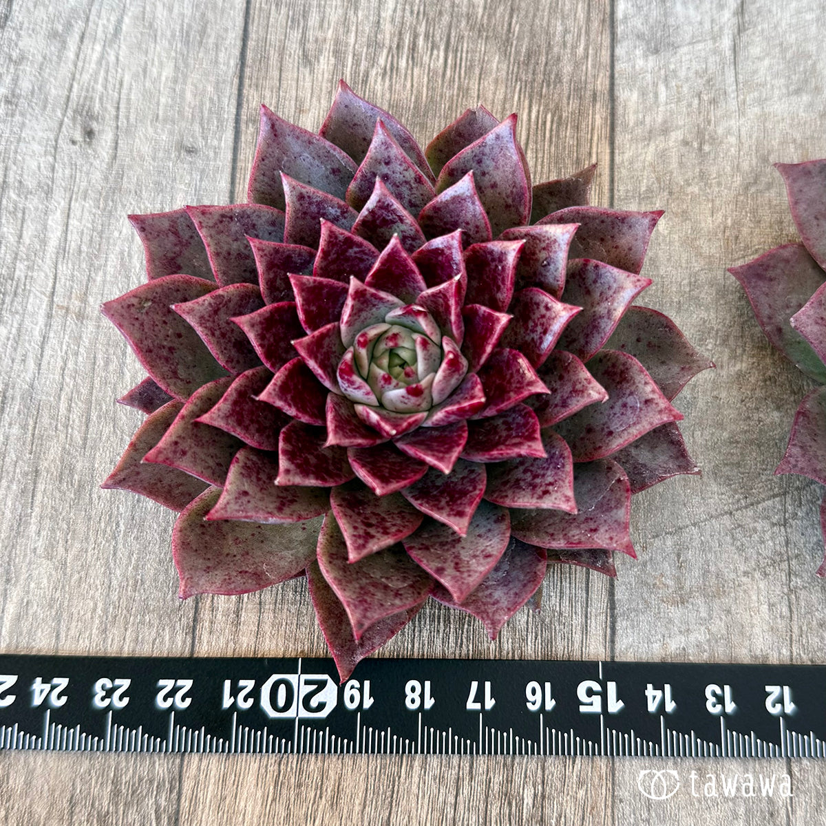 *新入荷* レット(チャンヒー農園苗)