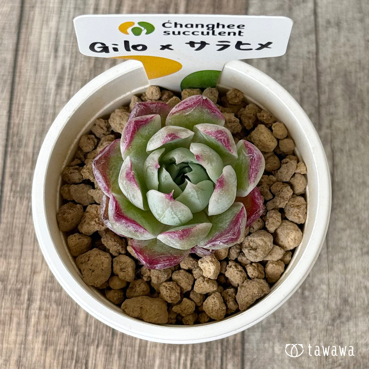 *新入荷②* Gilo×サラヒメ(チャンヒー農園苗)