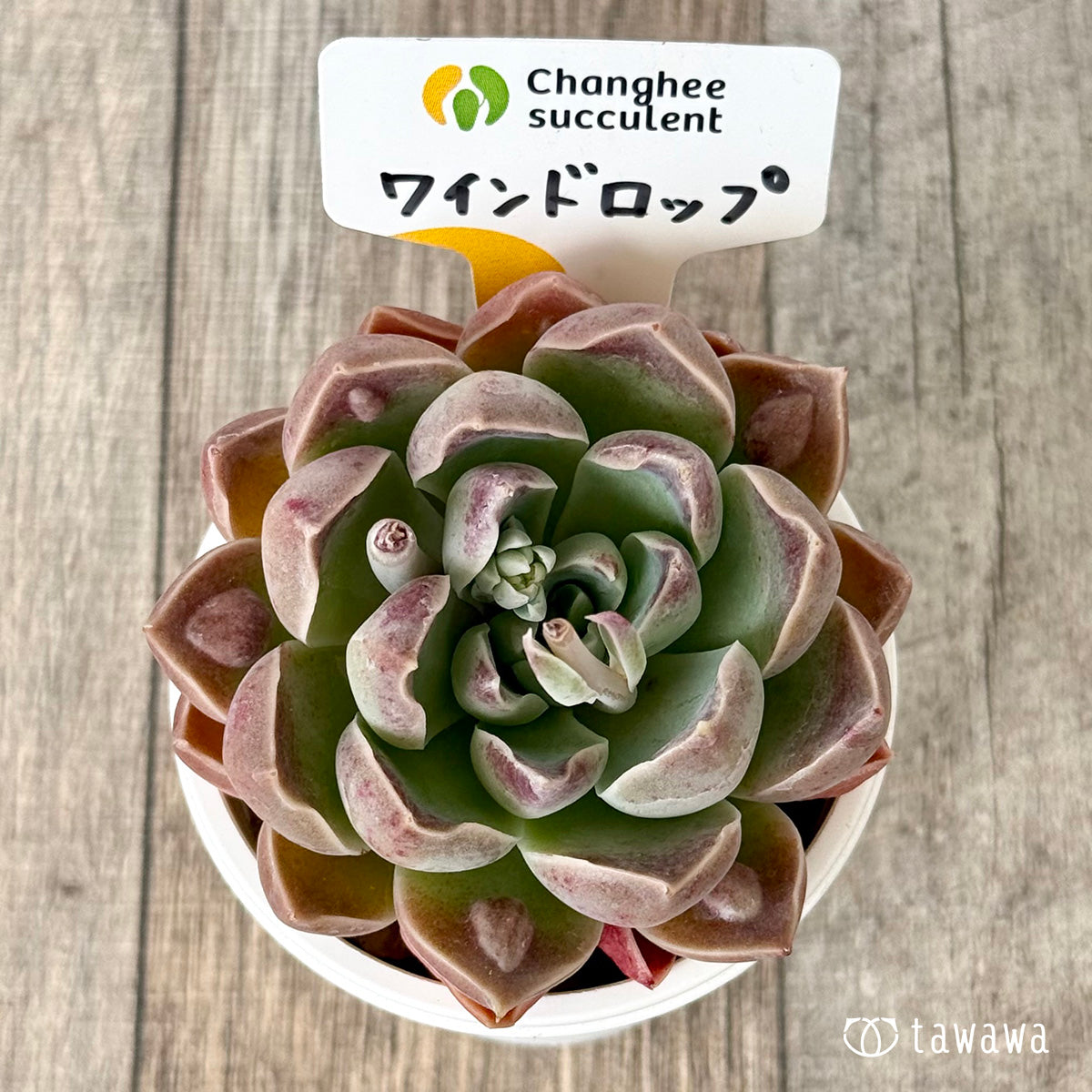 【4/22発売】ワインドロップ【単頭】 (チャンヒー農園苗)