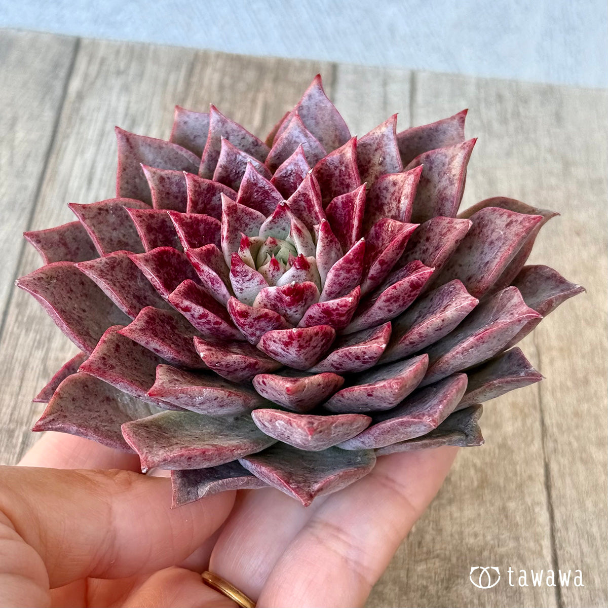 *新入荷* レット(チャンヒー農園苗)