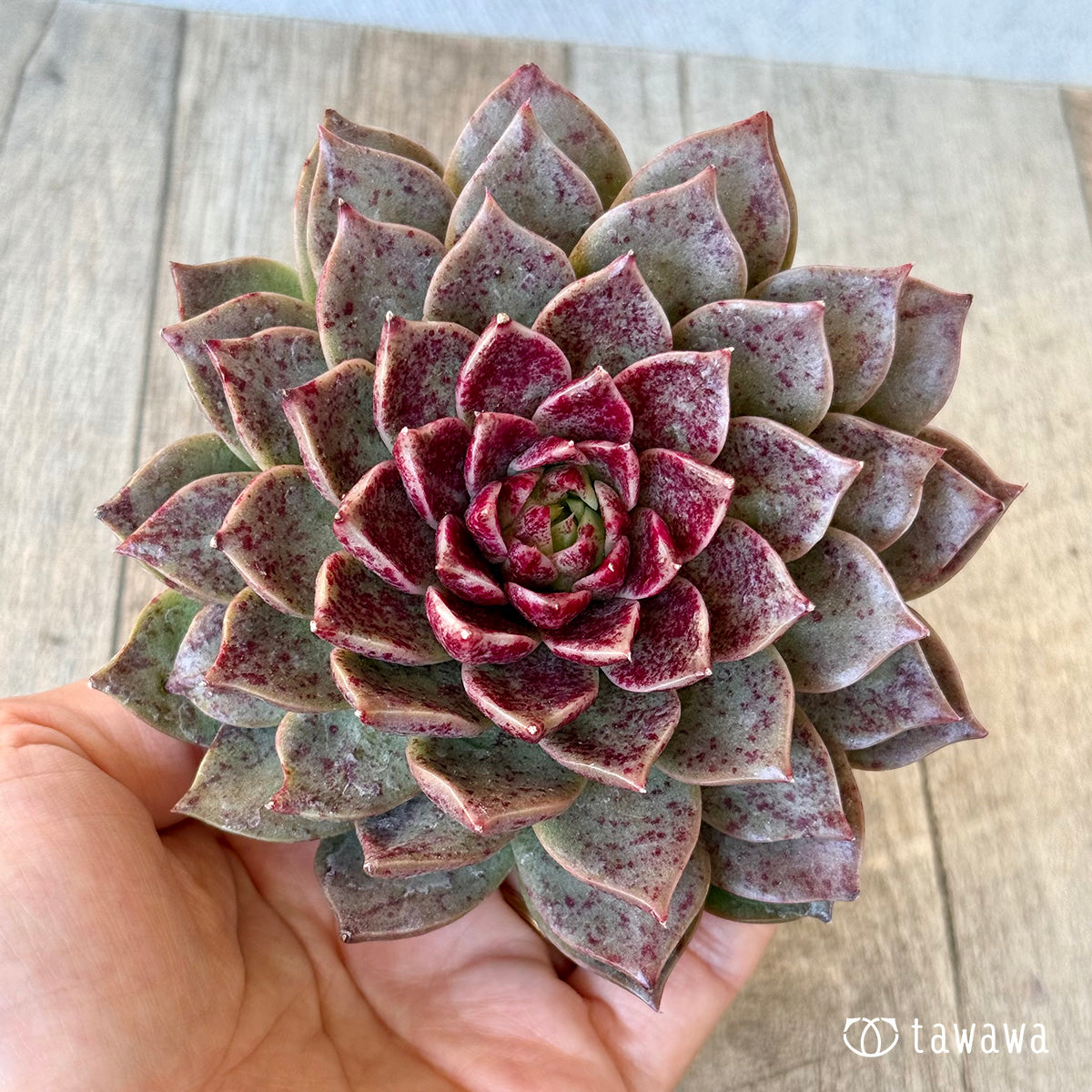 *新入荷* レット(チャンヒー農園苗)