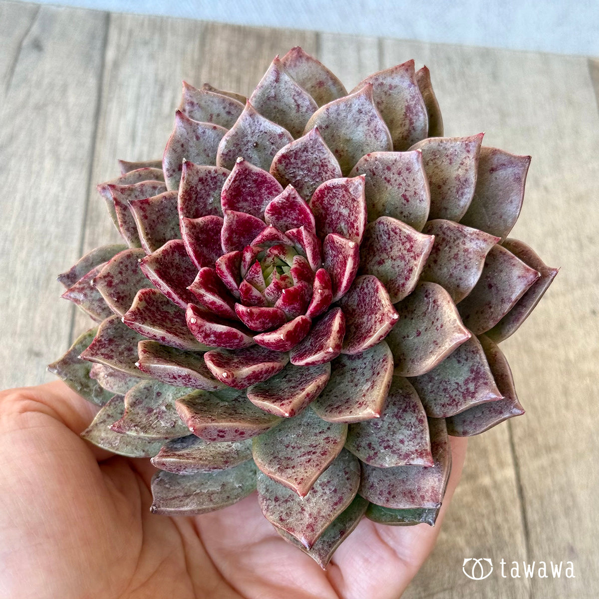 *新入荷* レット(チャンヒー農園苗)