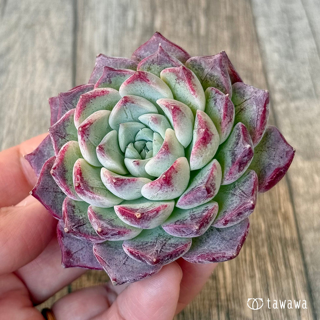 New Arrivals: Ice Green