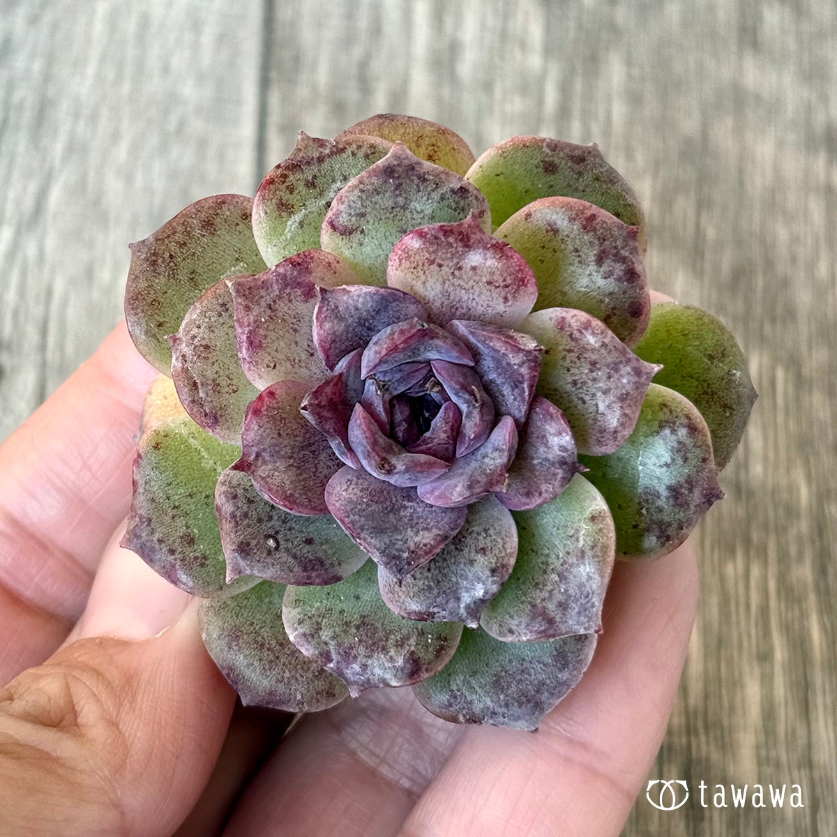 New Arrivals: Ice Green