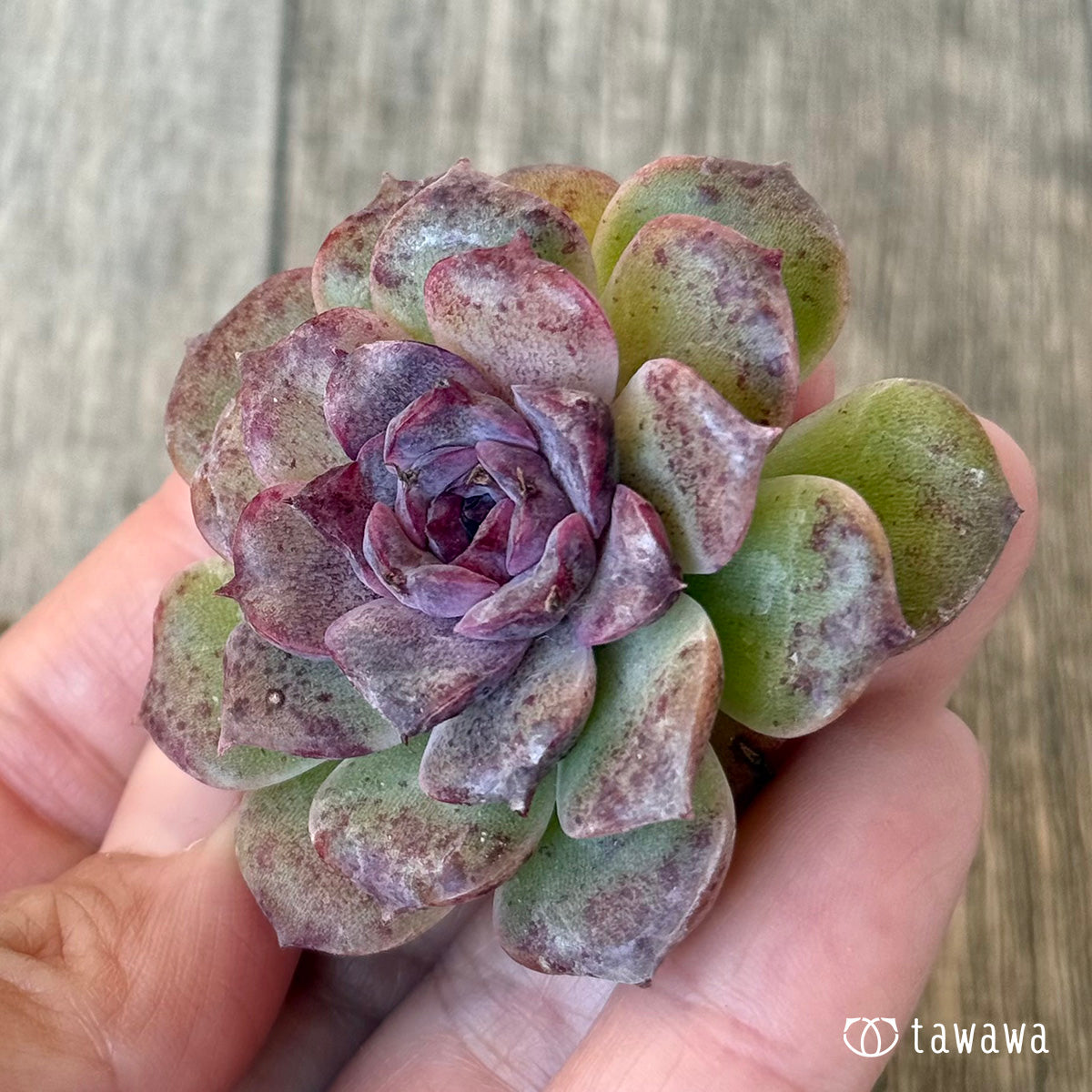 New Arrivals: Ice Green