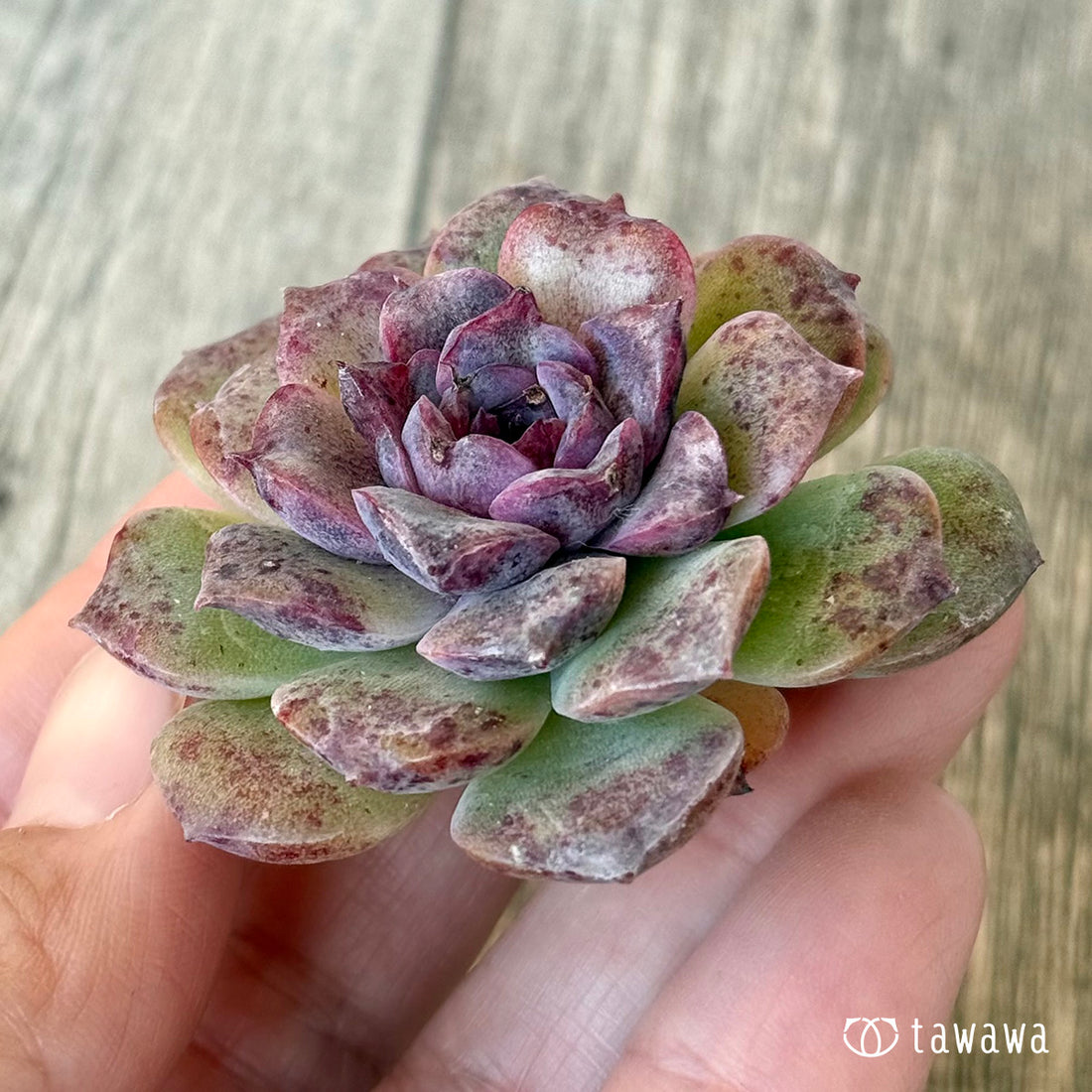 New Arrivals: Ice Green