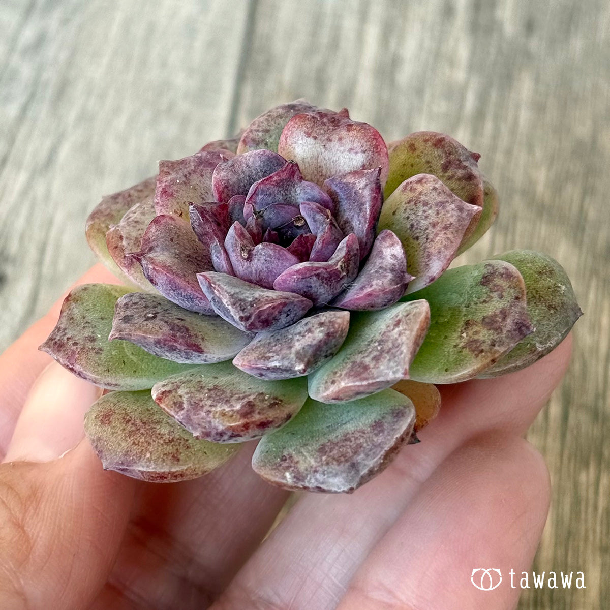 New Arrivals: Ice Green