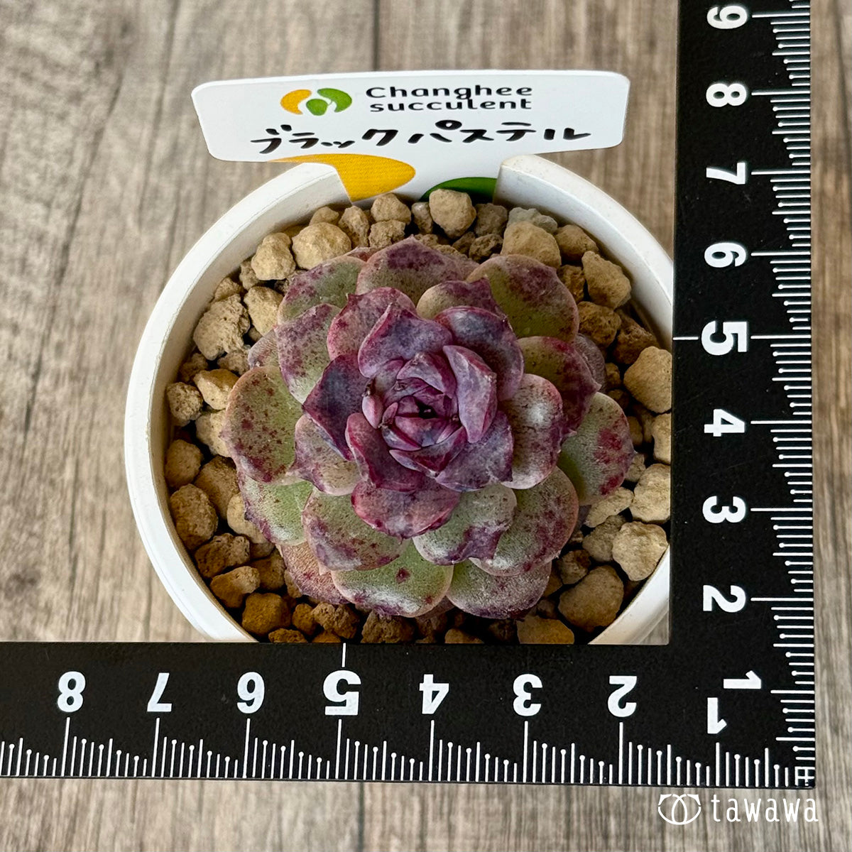 New Arrivals: Ice Green