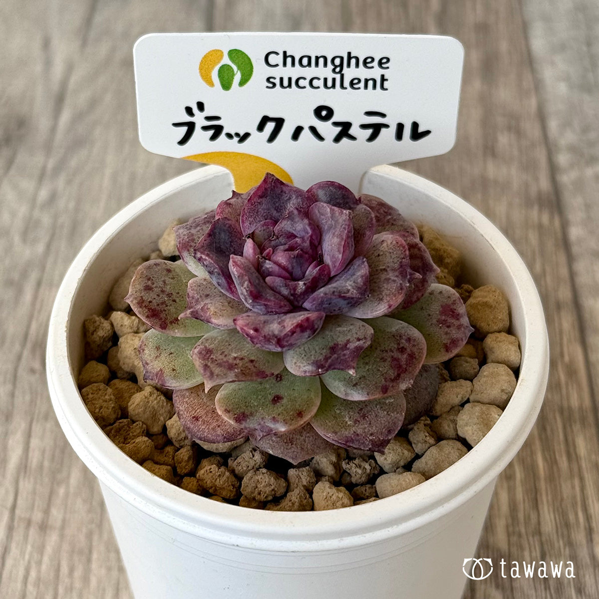 New Arrivals: Ice Green