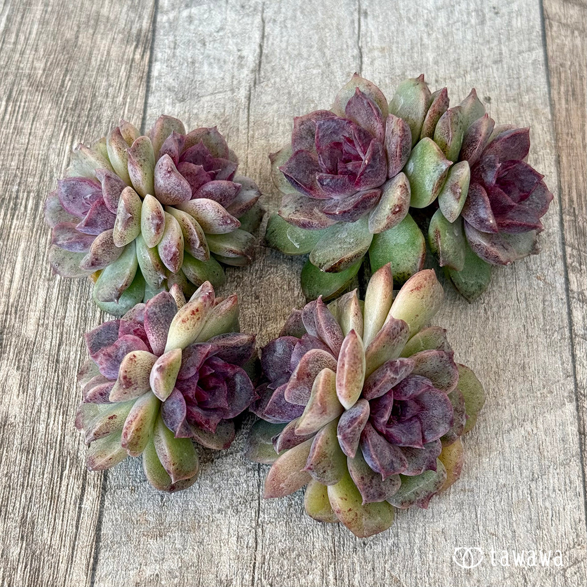 New Arrivals: Ice Green