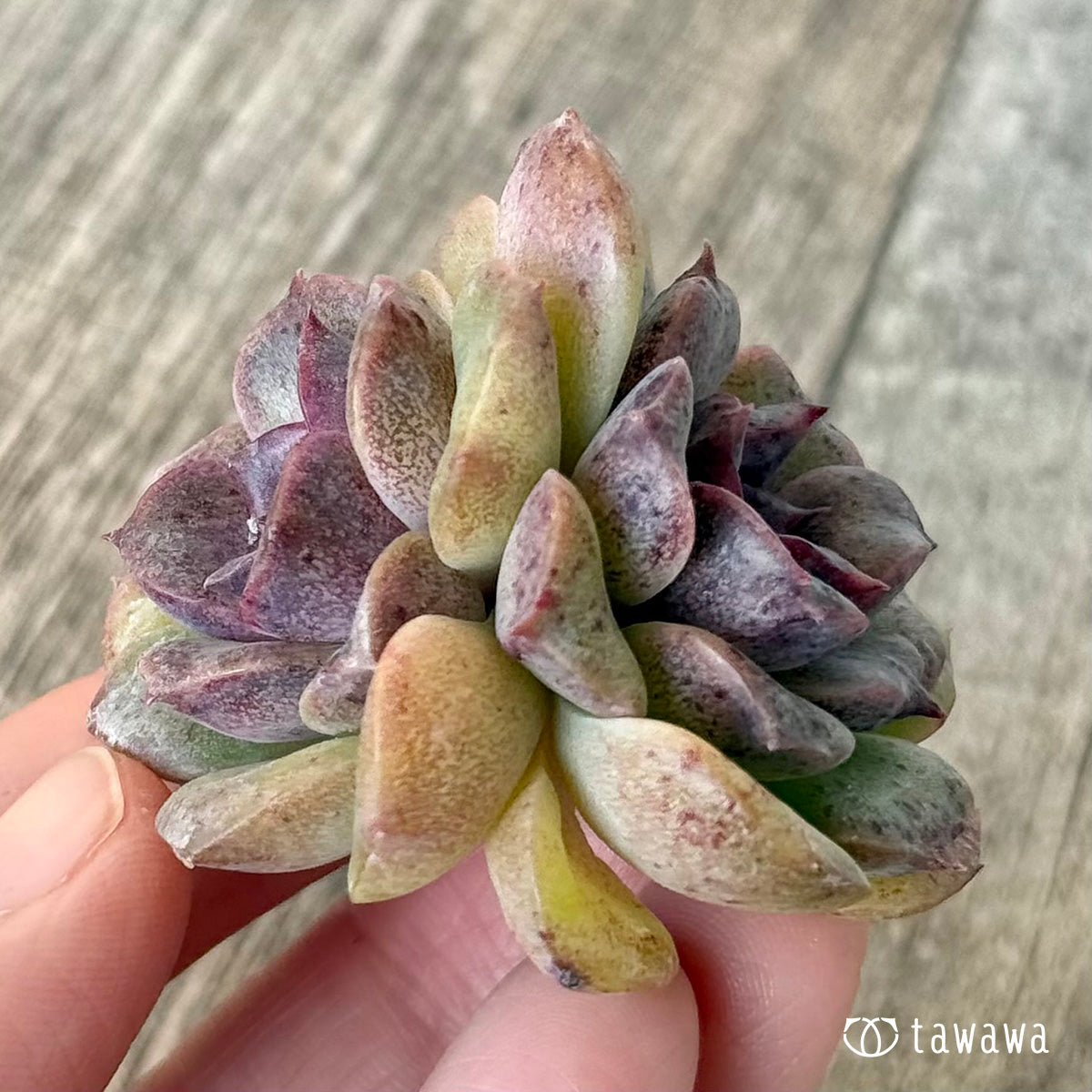 New Arrivals: Ice Green