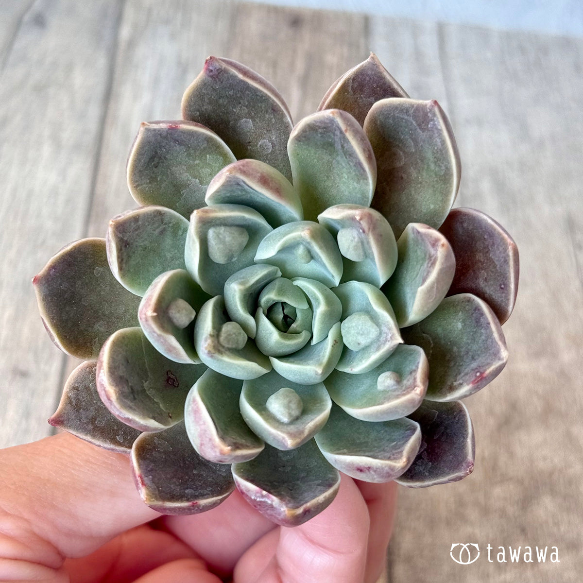 *新入荷* ワインドロップ(チャンヒー農園苗)