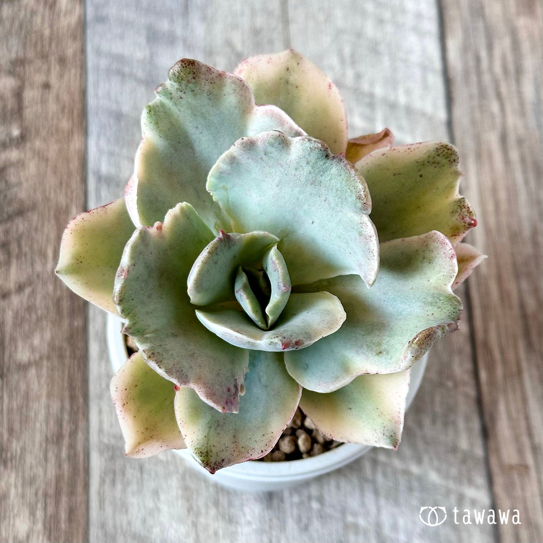 ムーンリバー(高砂の翁錦)②