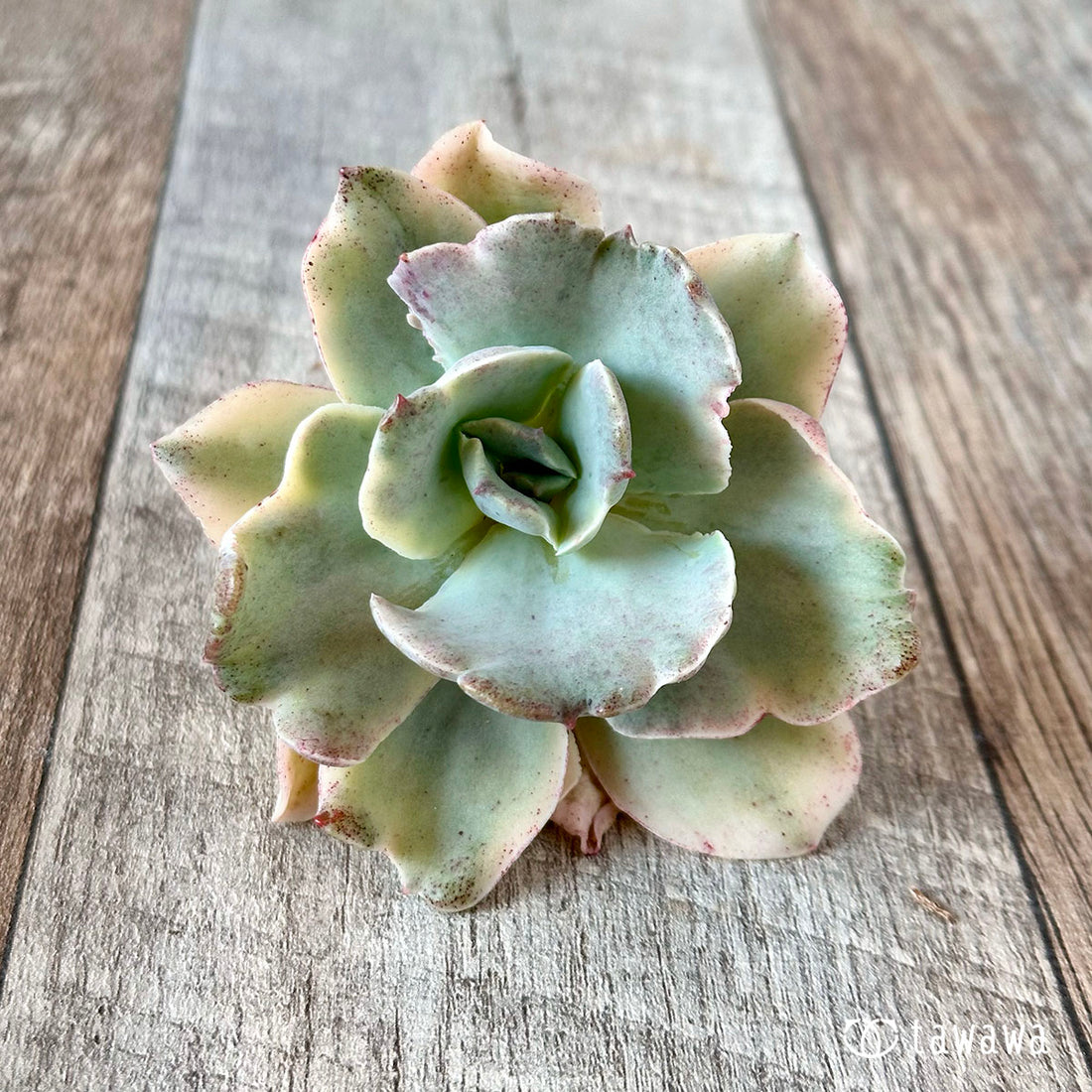 ムーンリバー(高砂の翁錦)②