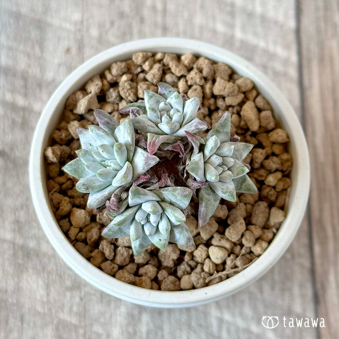 New Arrival* Cubic Frost