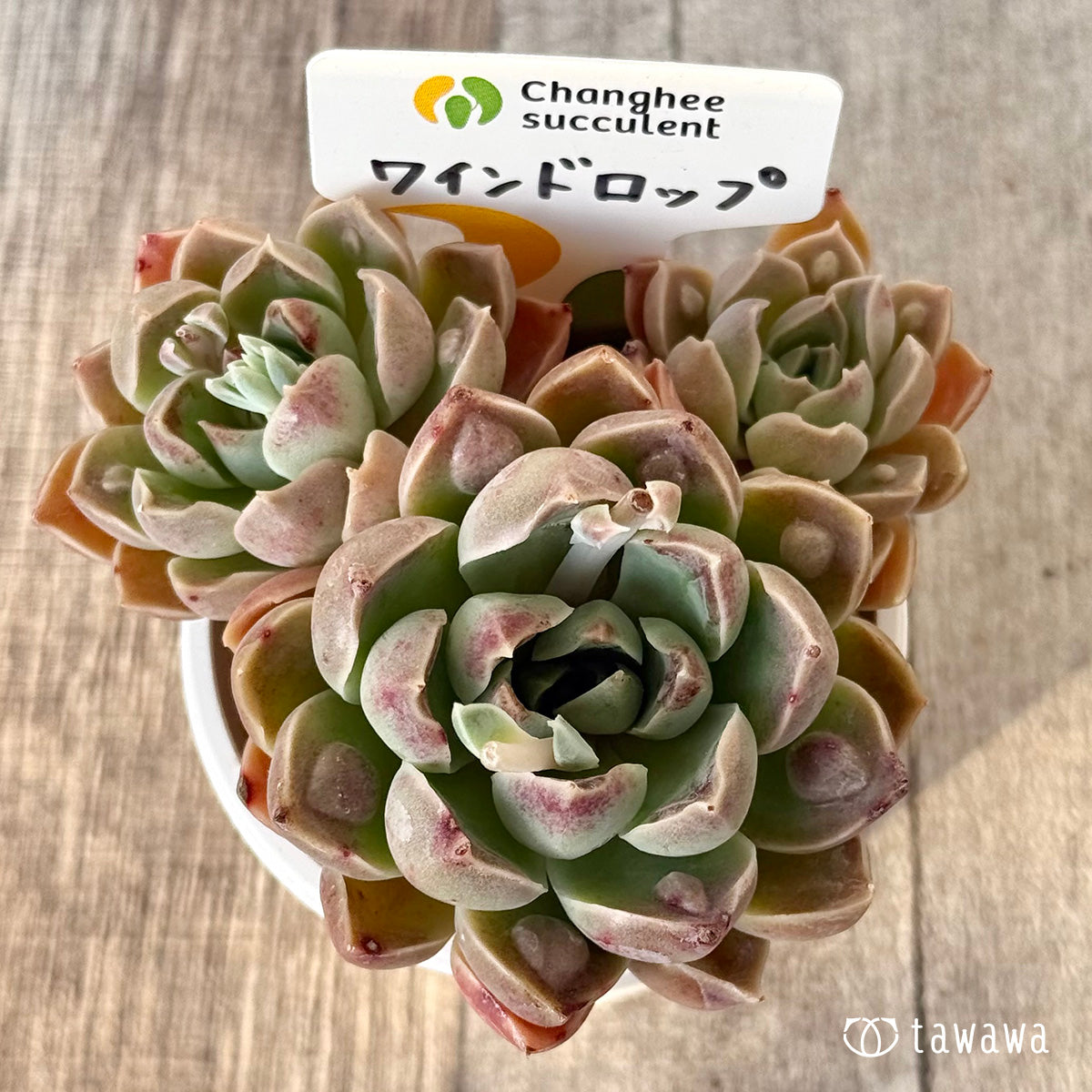 【4/22発売】ワインドロップ【多頭】 (チャンヒー農園苗)