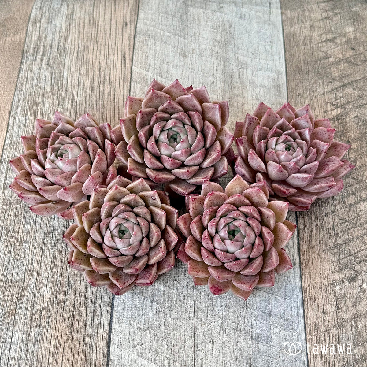 *新入荷* レッドハイ(チャンヒー農園苗)