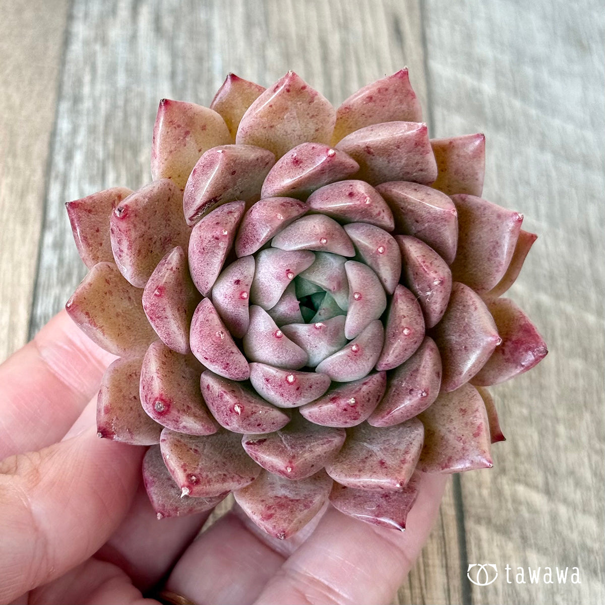 *新入荷* レッドハイ(チャンヒー農園苗)