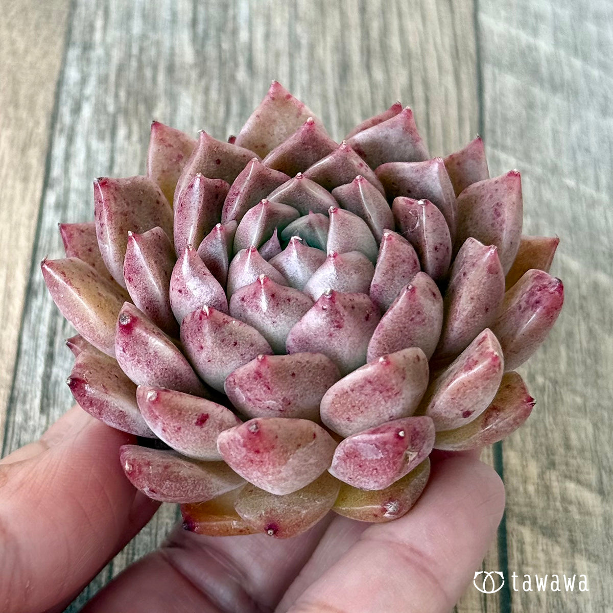 *新入荷* レッドハイ(チャンヒー農園苗)