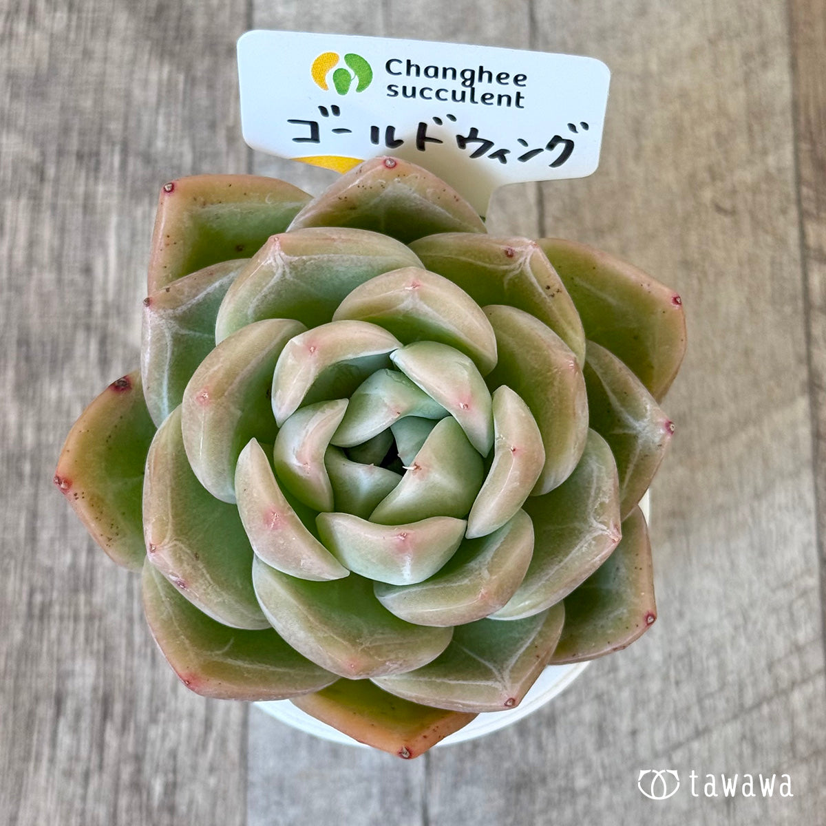 【4/22発売】ゴールドウィング【2】(チャンヒー農園苗)