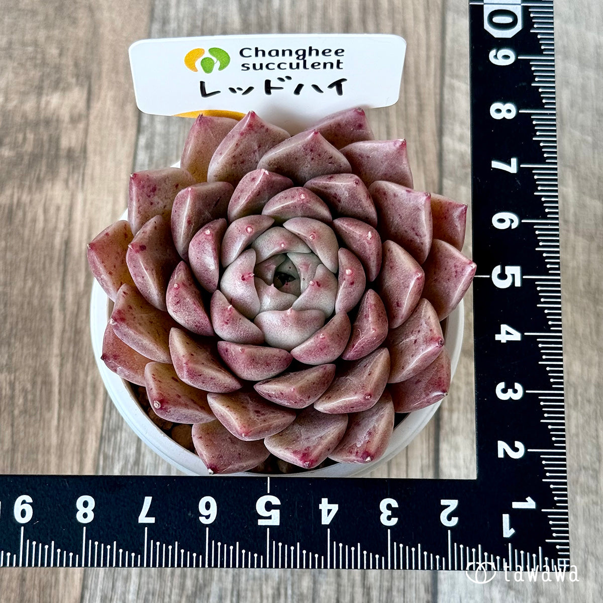 *新入荷* レッドハイ(チャンヒー農園苗)