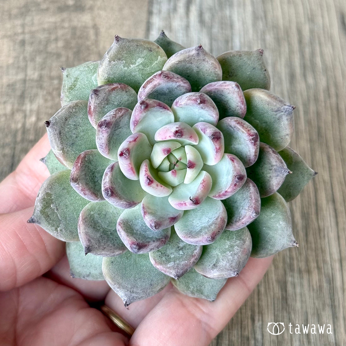 新入荷＊ ガゼル（チャンヒー農園苗） – 多肉植物の通販・販売サイト