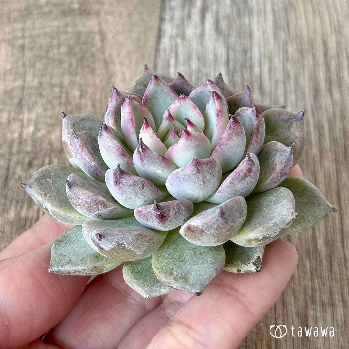 *新入荷* ガゼル(チャンヒー農園苗)