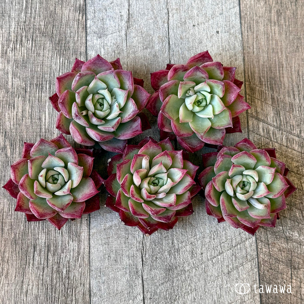 *新入荷②* SK1 (チャンヒー農園苗)