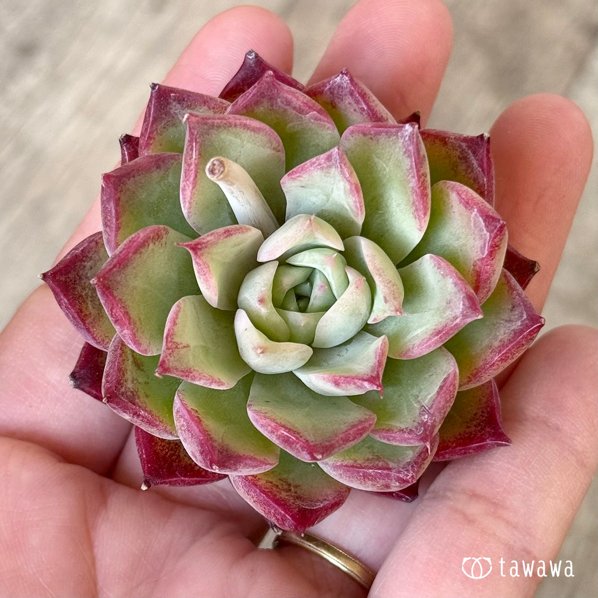 SK1 (チャンヒー農園苗)