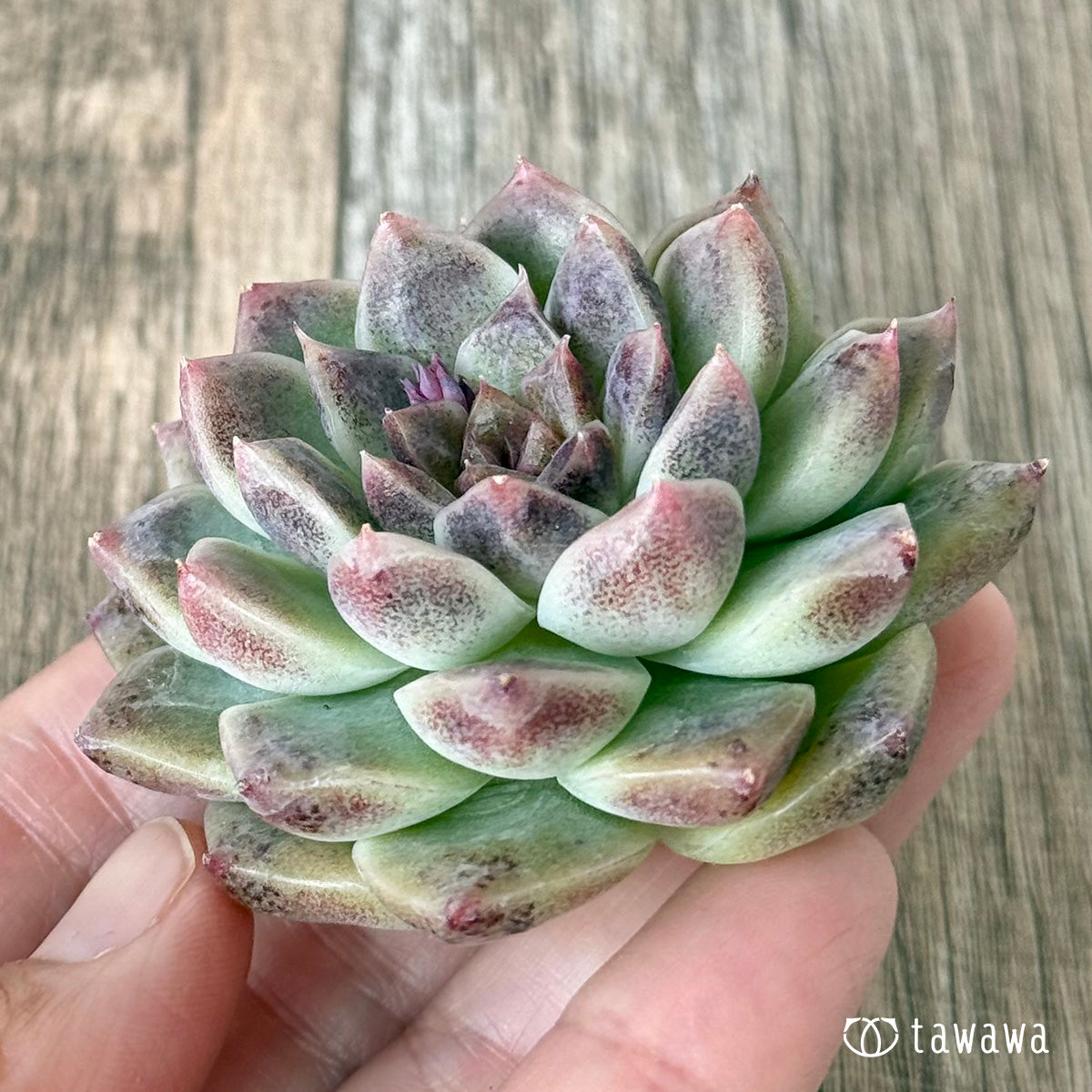 *新入荷* ダークサークル(チャンヒー農園苗)