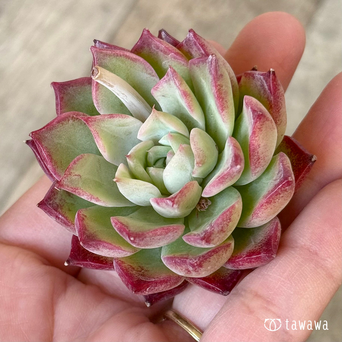 *新入荷②* SK1 (チャンヒー農園苗)