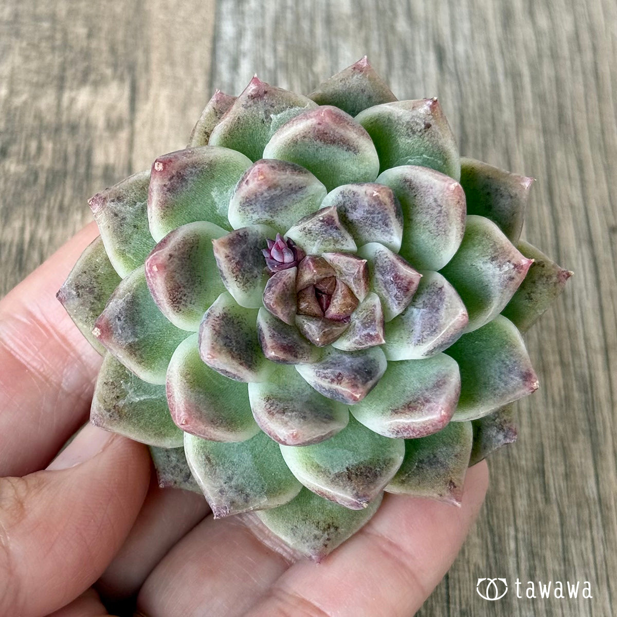 *新入荷* ダークサークル(チャンヒー農園苗)