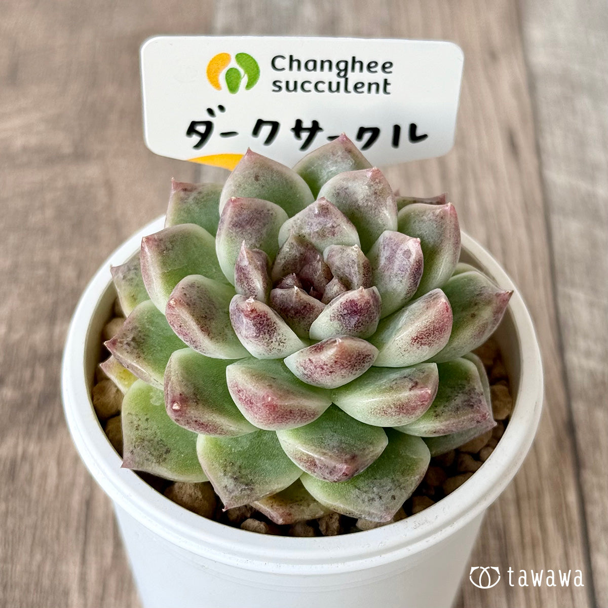 *新入荷* ダークサークル(チャンヒー農園苗)