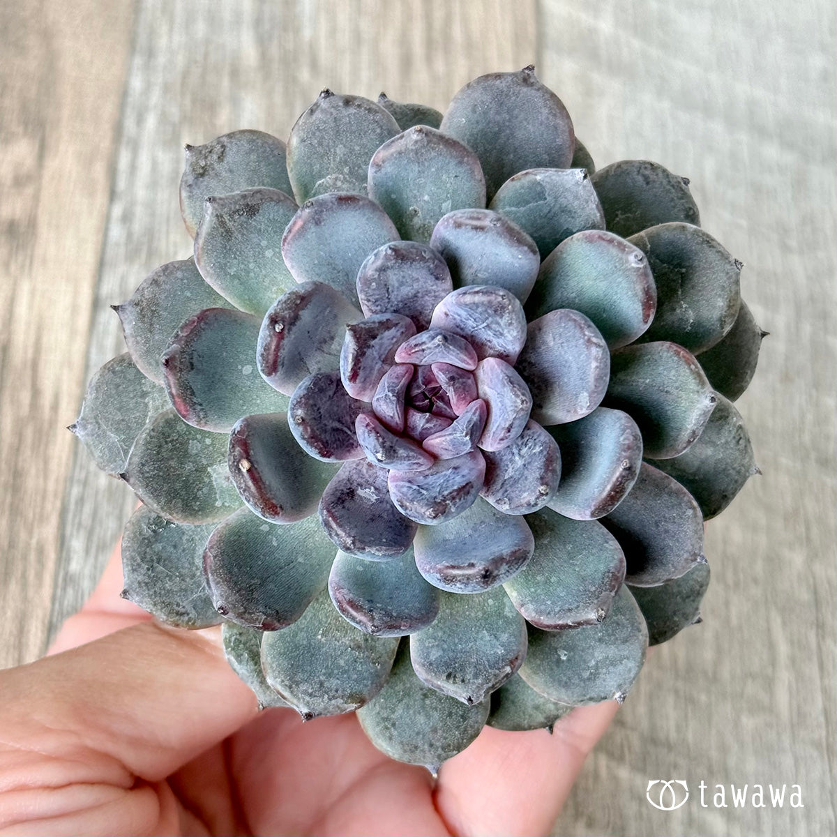 新入荷＊ サラブラック【単頭】（チャンヒー農園苗） – 多肉植物の通販