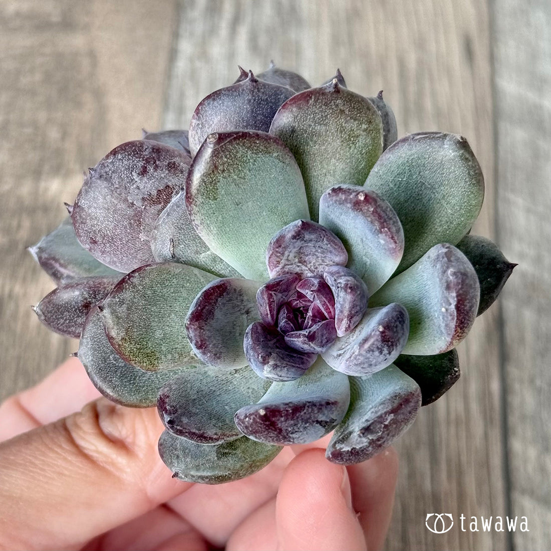 *新入荷* サラブラック【多頭】(チャンヒー農園苗)