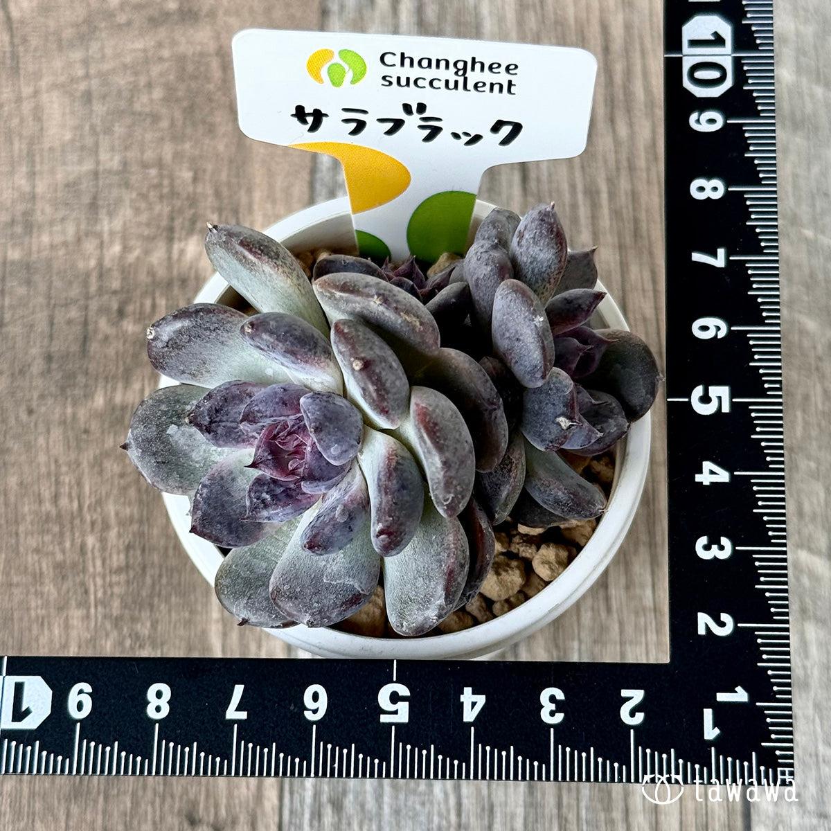 *新入荷* サラブラック【多頭】(チャンヒー農園苗)