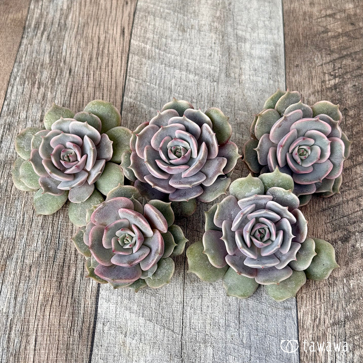 *新入荷* ピンクローラ(チャンヒー農園苗)