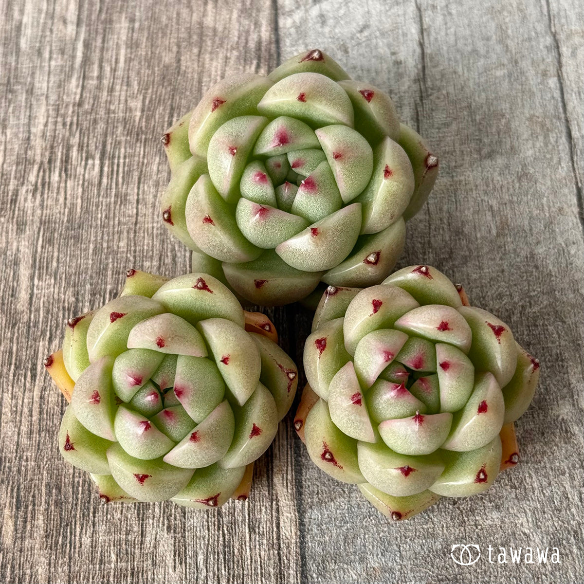 *新入荷②* CM177(チャンヒー農園苗)