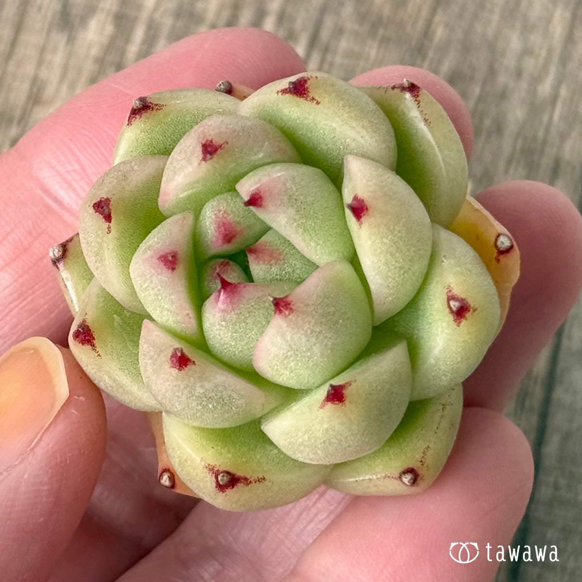 *新入荷②* CM177(チャンヒー農園苗)