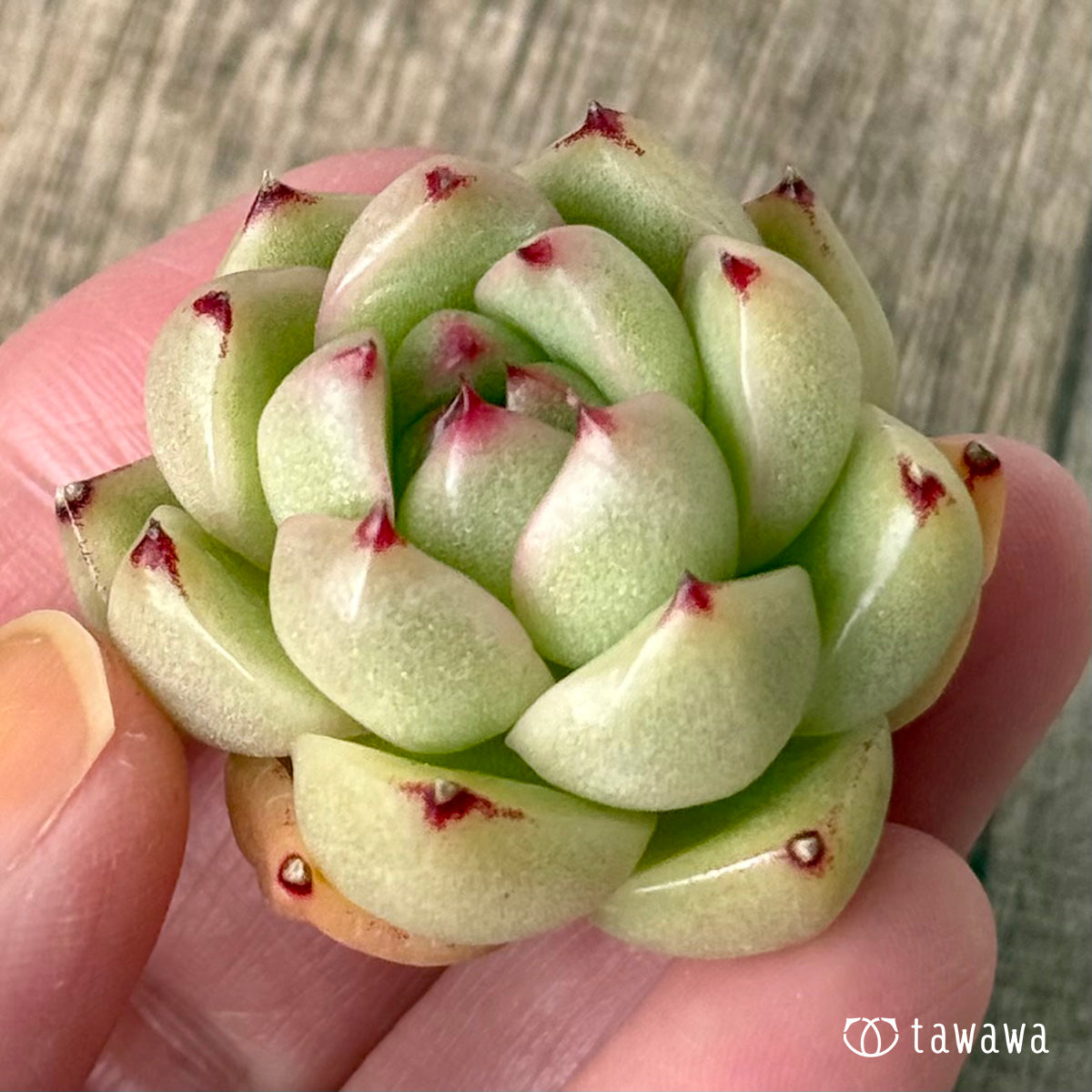 *新入荷②* CM177(チャンヒー農園苗)