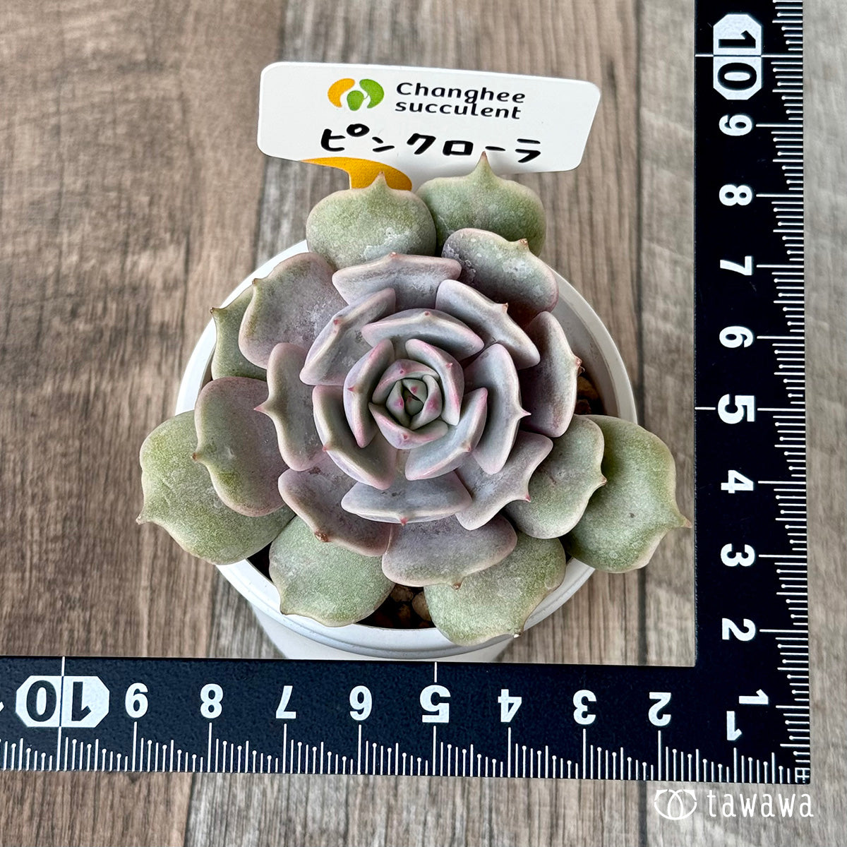 *新入荷* ピンクローラ(チャンヒー農園苗)