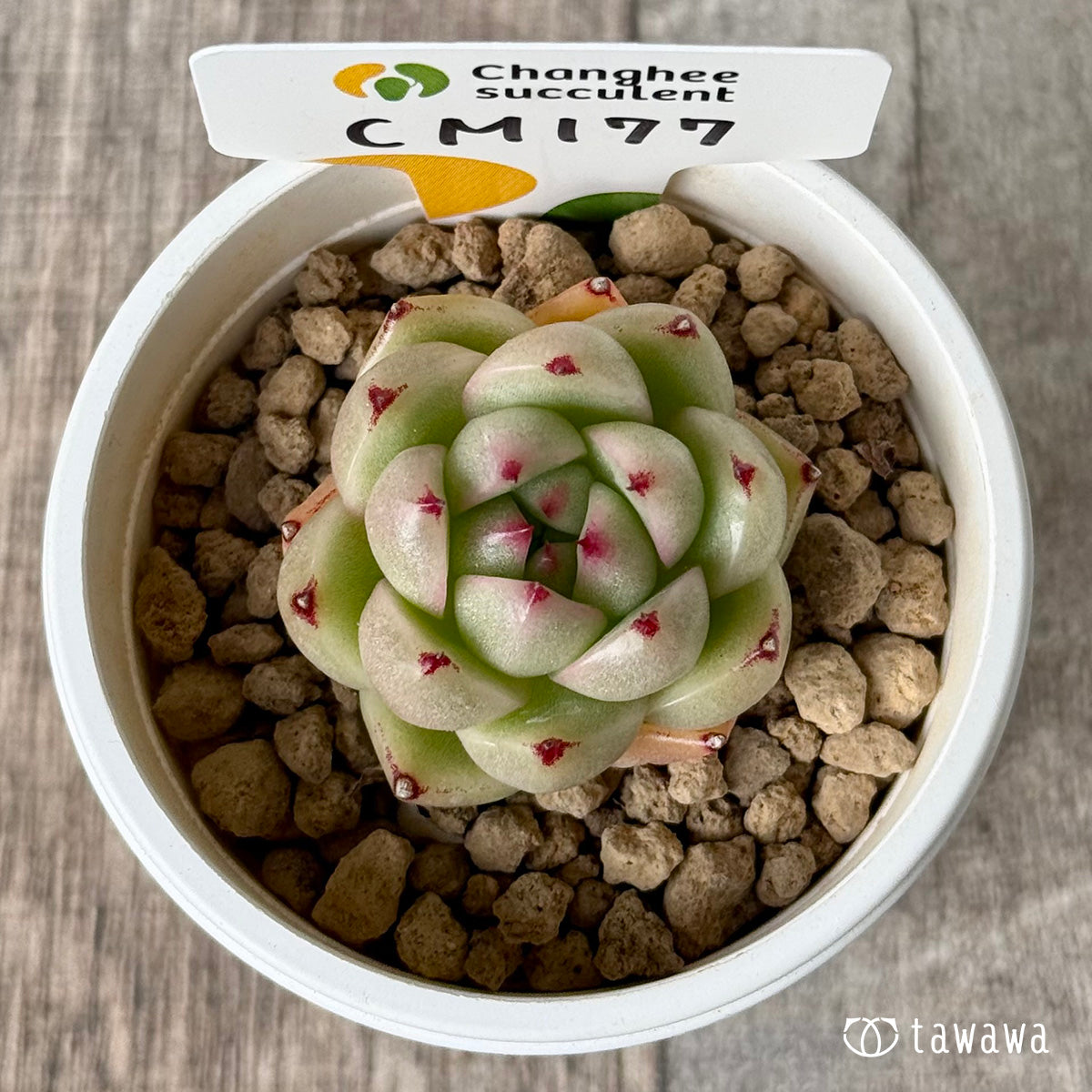 *新入荷②* CM177(チャンヒー農園苗)