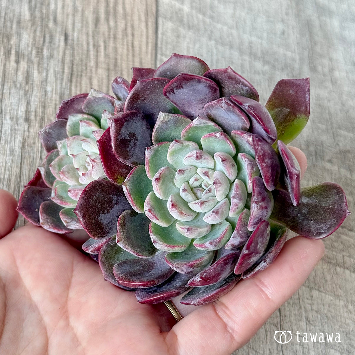 *新入荷* ミシュラン【大・双頭】(チャンヒー農園苗)