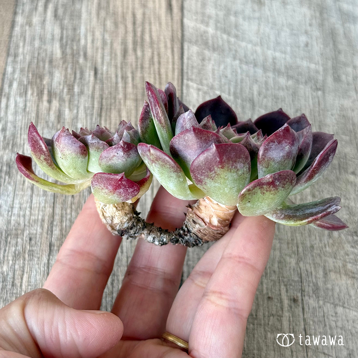 *新入荷* ミシュラン【大・双頭】(チャンヒー農園苗)