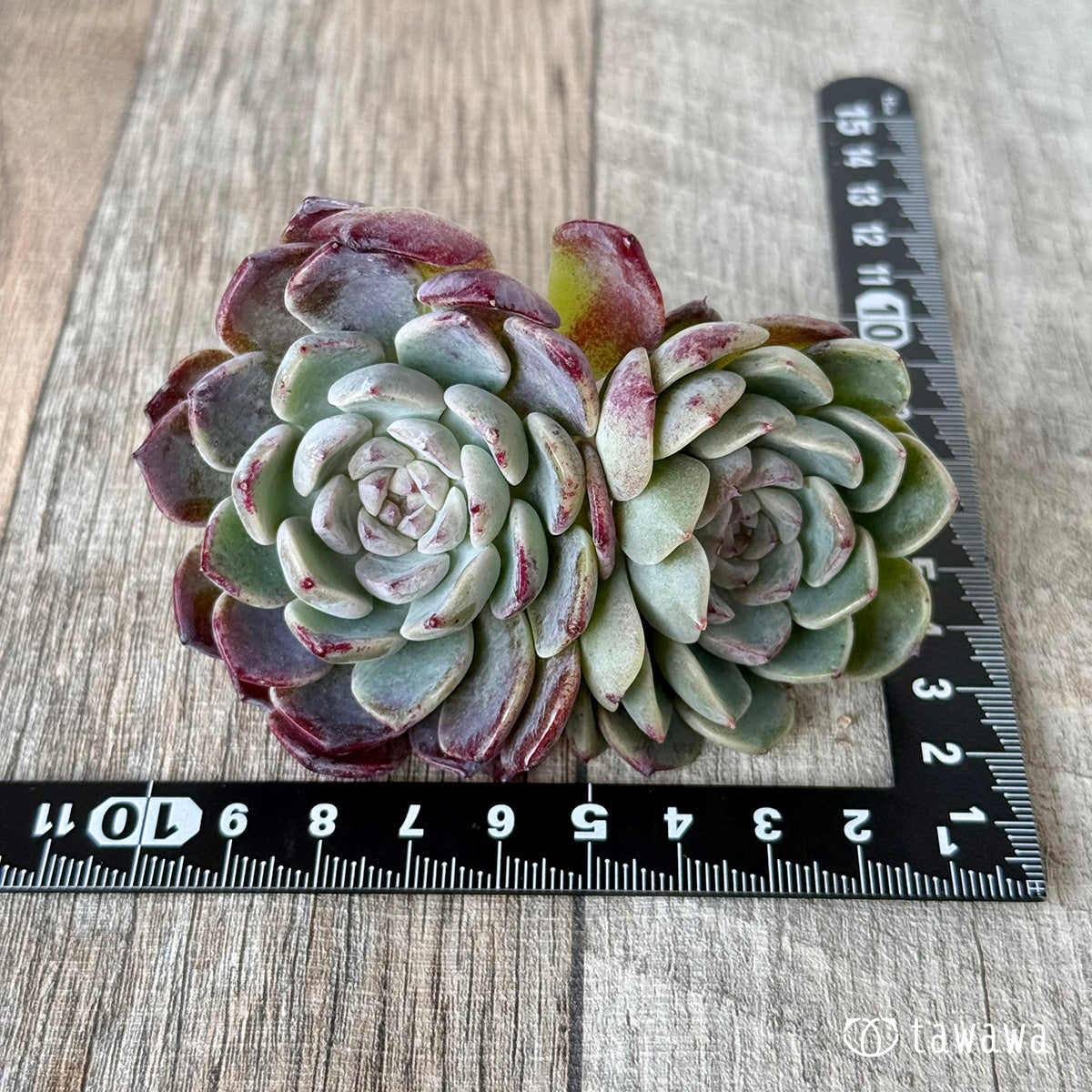 *新入荷* ミシュラン【大・双頭】(チャンヒー農園苗)