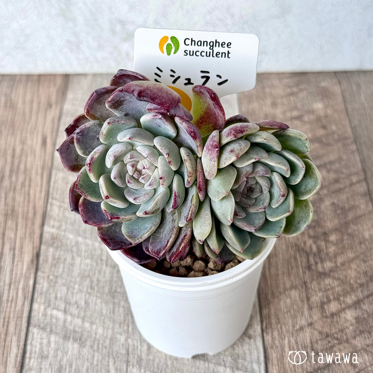 *新入荷* ミシュラン【大・双頭】(チャンヒー農園苗)