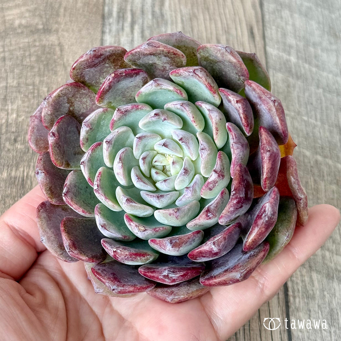 New Arrivals: Ice Green