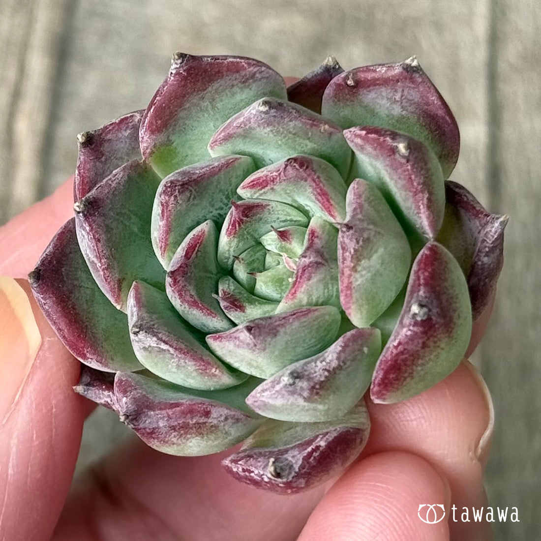 Crown Jewel (Chang-hee Farm Seedlings)